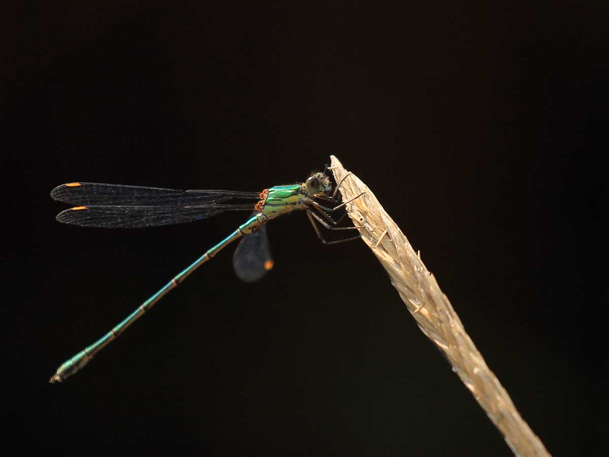 Chalcolestes_viridis